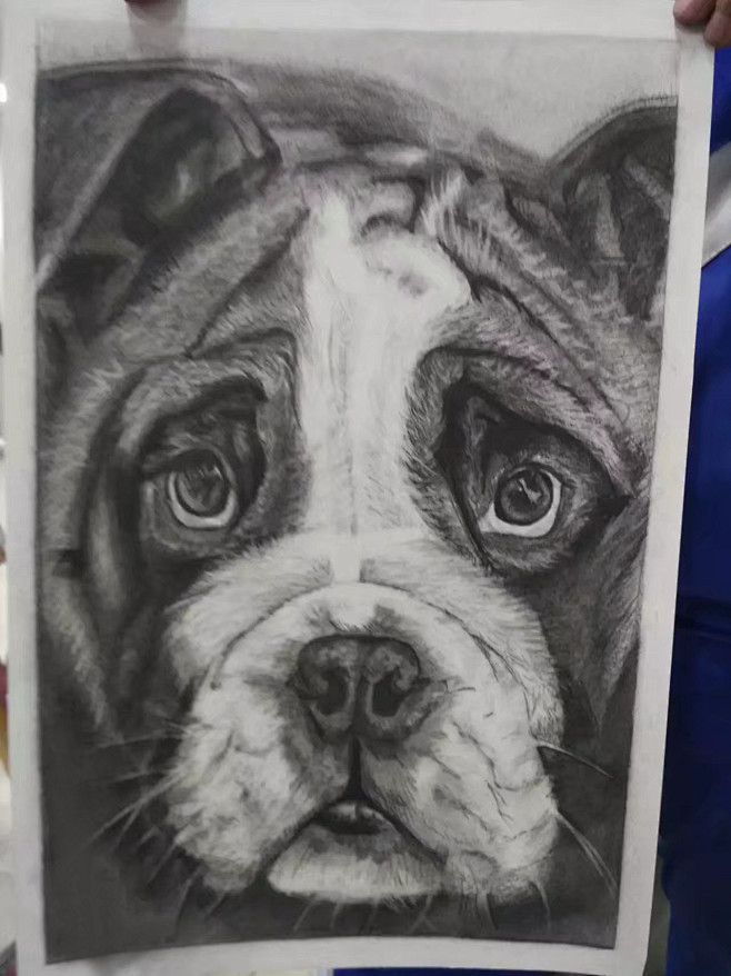 精微素描沙皮狗脸部特写