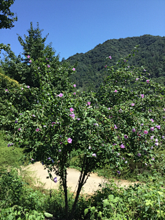 初耳采集到风景