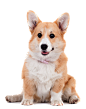 同类