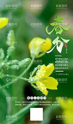 二十四节气春分  - 源文件下载【酷图网】二十四,节气,春分,迎春花,黄色,绿叶,