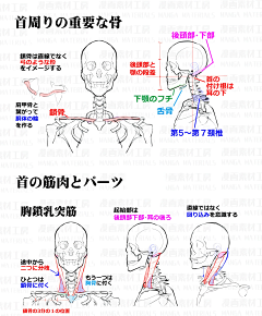 白色果树园采集到素描 人体