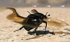 甲虫 Géoteope 升空 航班 昆虫 翅膀 黑色 高清壁纸