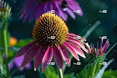 花朵 花卉背景 美丽的花朵 花壁纸 锥花 粉红色的花朵 紫锥菊