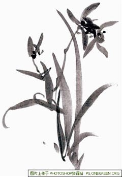 不珊不饰采集到兰花