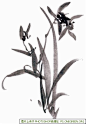 兰花