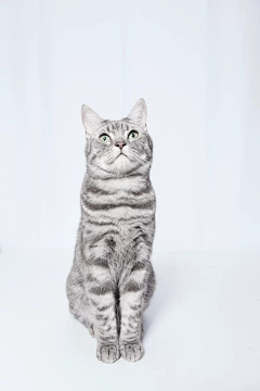 花间晴采集到猫