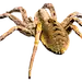 蜘蛛PNG.png