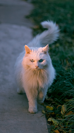 短腿枭采集到猫
