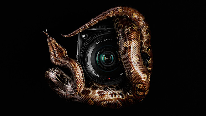 Snake : Photographer...