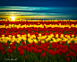 Tore H.——Tulips