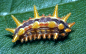 有刺的玫瑰蛾 (Parasa indetermina)幼虫