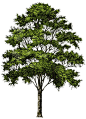 Trees Gallery | Isolated Stock Photos by noBACKS: 