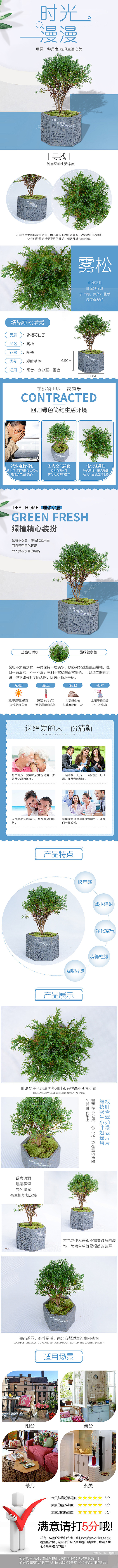 雾松 绿植 盆栽 花苗