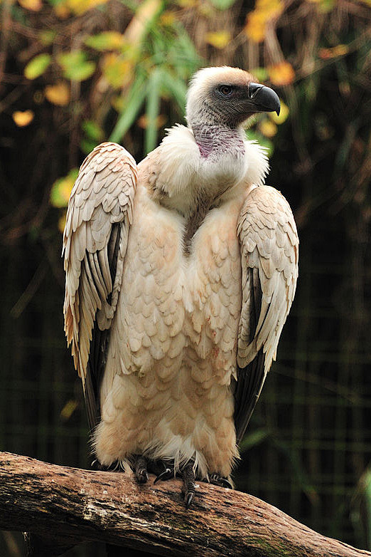 鹰形目·鹰科·兀鹫属：南非兀鹫