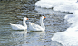 greater-snow-goose-gb31d8f3c8_1920