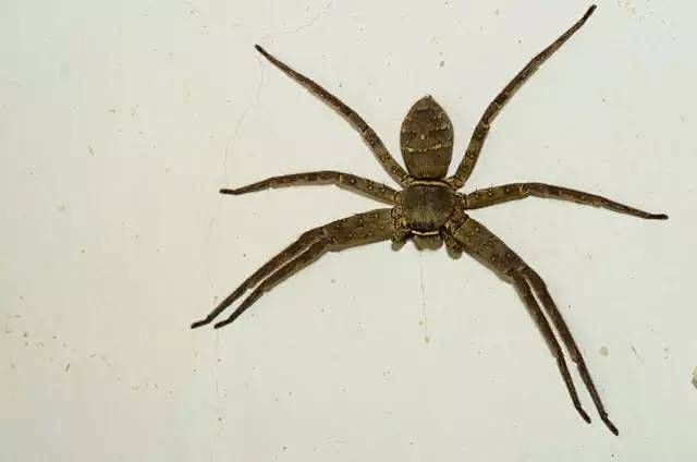 我家的蜘蛛背上怎么画了骷髅头？有毒吗？ ...