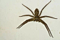 我家的蜘蛛背上怎么画了骷髅头？有毒吗？ : 它是准备过万圣节吗？
