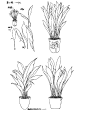 钢笔速写植物课课件。