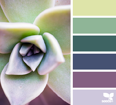 succulent hues