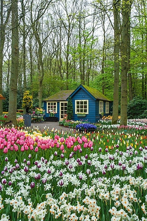 库肯霍夫花园，阿姆斯特丹，荷兰