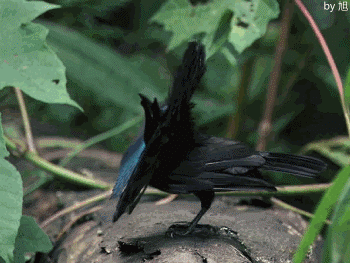 新几内亚天堂鸟，又叫极乐鸟，乐得很二很傻...