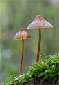 Mycena crocata-Sárgatejűkígyógomba