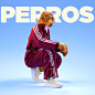 Perros : Fashion photography project with dog characters