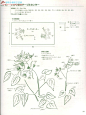 花的刺绣图案集