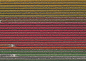 027-Tulip Fields by Bernhard Lang