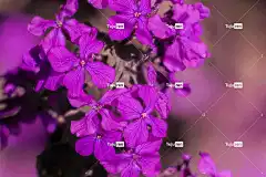 农历 花壁纸 花朵 花卉背景 植物 蒙奈杜佩普 年度诚信 紫罗兰花