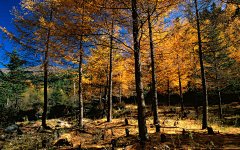 金秋唯美风景桌面壁纸