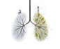 When is a Transplant Worth It? | New York Times : Illustration for New York Times Opinion Section, When is a Transplant Worth It?