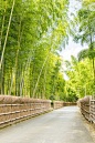 京都府,竹林,自然美,狭窄的,步行道路,著名景点,嵯峨野,户外,岚山,植物茎