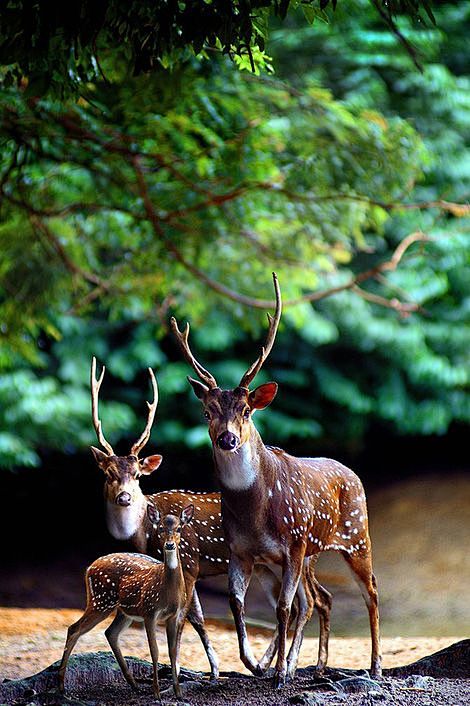 Deer family | Animal...