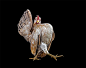 来自摄影师Ernest Goh的一组作品，据说，这是马来西亚的一种独特鸡种，叫做Ayam Seramas，这种公鸡不太长肉，却具备漂亮的羽毛，以及摆出各种古怪pose的天赋