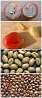通常一个咖啡果中会有两个种子，但是采摘出来后，常会约有5-10％的浆果内只有一颗种子，原因是原先在子房内之胚珠只有一个受精，这颗豆子成长后形状会接近椭圆球形，也就是我们俗称的小圆豆。此咖啡豆会比一般的正常的阿拉比卡咖啡豆小，一般都会带有强烈的酸度