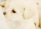 #gif# 一筐软萌萌的小可爱