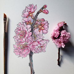 EmmaFabulous采集到Flowers in Progress