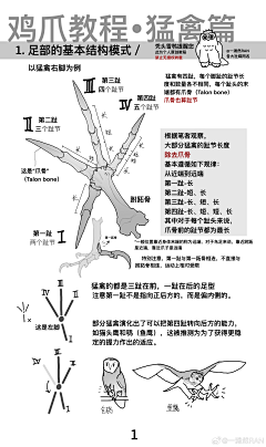 朝日青采集到动物画法参考·鸟类与其他