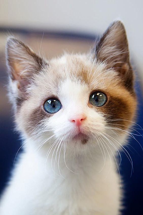 cat ♥: 