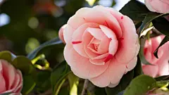 玫瑰花高清摄影素材