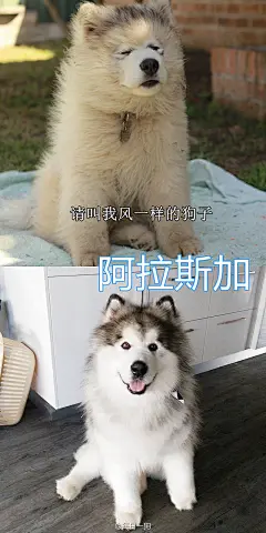 很多狗狗三四个月龄之后会进入丑到变形的阶段，可能出现体型不协调，嘴巴变尖，变成猴子脸，毛质变得糟糕等情况，俗称的尴尬期，度过这段最丑的时期就会慢慢蜕变成漂亮的大狗了！不过也有一些汪，即使过了尴尬期外表变漂亮了，仍控制不住体内的逗比属性，终成一代表情包大师！