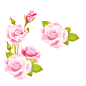 玫瑰 png