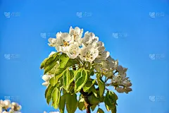 樱花以湛蓝的天空为背景。免费空间。