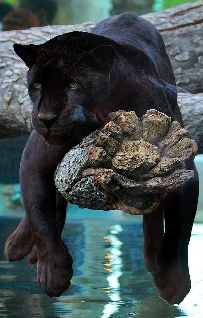 梦幻生物 黑豹——猫科里的黑钻，其实黑豹...