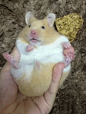 6b363bfegw1eho8492kfpg204w06i4qq.gif (176×234)