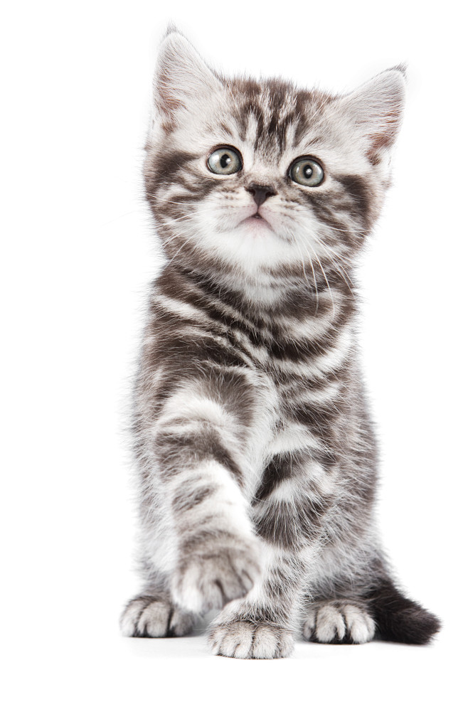 美短 猫