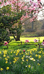 在英国皇家植物园郁金香玉兰树和水仙花，伦敦
Tulip Magnolia Trees and Daffodils at Kew Gardens, London.  