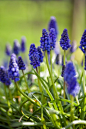 Muscari aucheri 深蓝葡萄风信子

