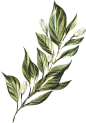 春季唯美水彩手绘鲜花植物花卉叶子请柬海报装饰免抠PNG图案素材 (37)